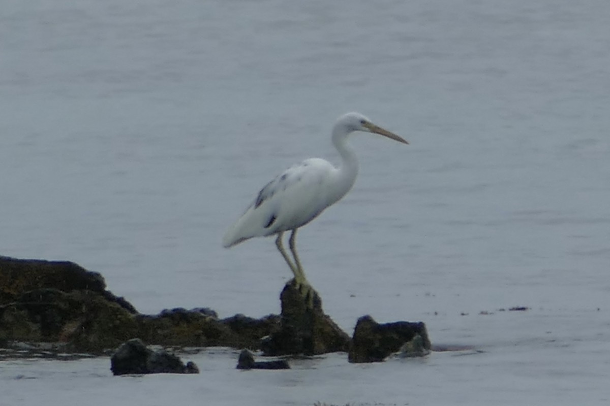 Pacific Reef-Heron - ML85628211