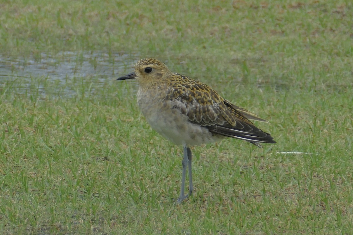 Pacific Golden-Plover - ML85628231