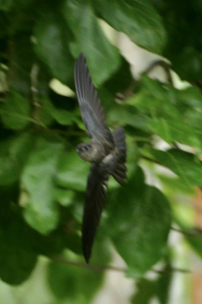 Caroline Islands Swiftlet - ML85628371