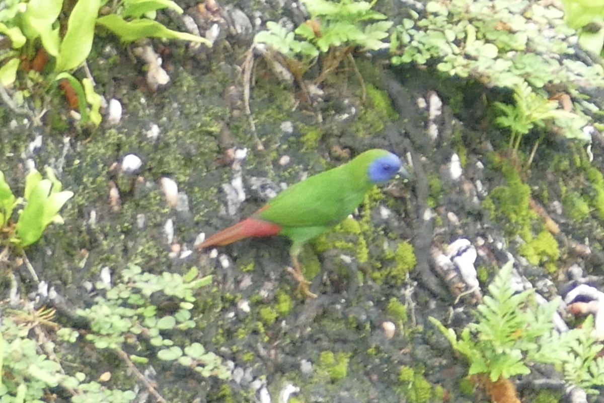 Blue-faced Parrotfinch - ML85628451