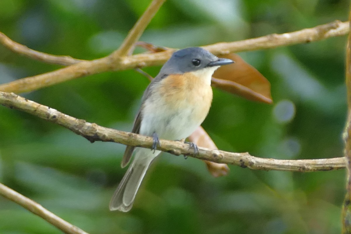 Oceanic Flycatcher - ML85628491