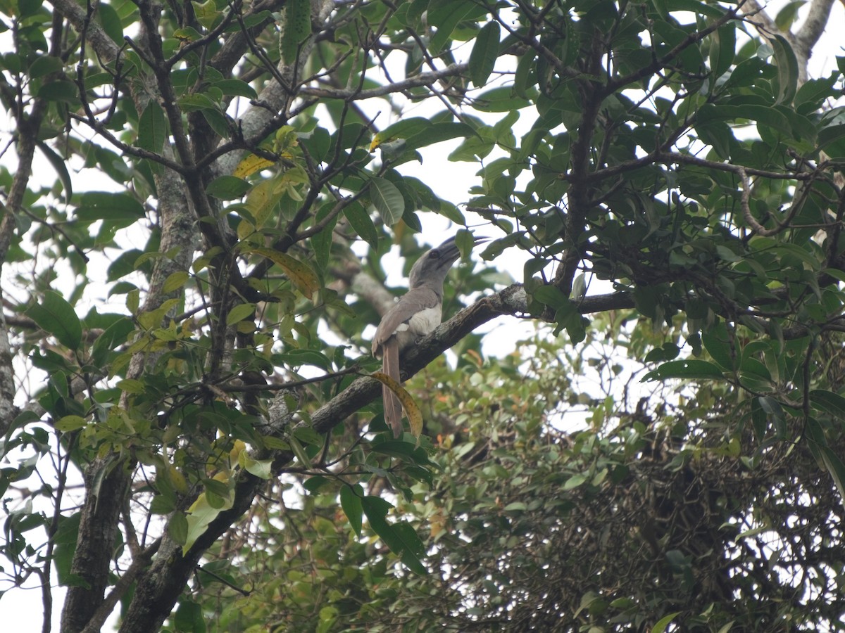 Indian Gray Hornbill - ML85629681