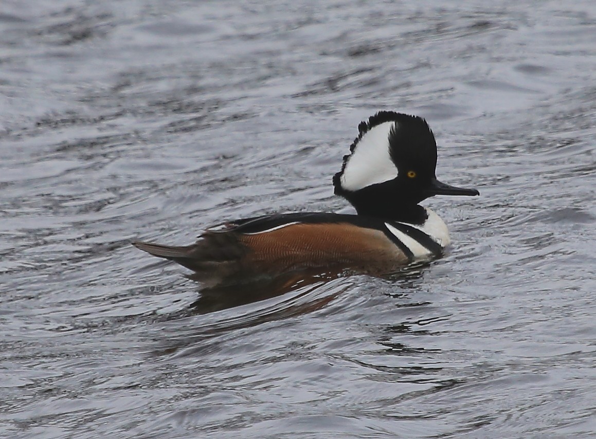 Hooded Merganser - ML85630181