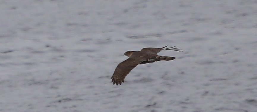 Cooper's Hawk - ML85630221