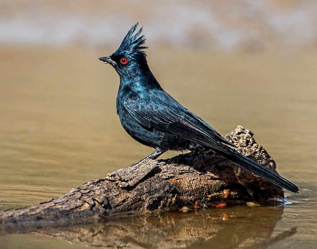 Phainopepla - Eric Gofreed