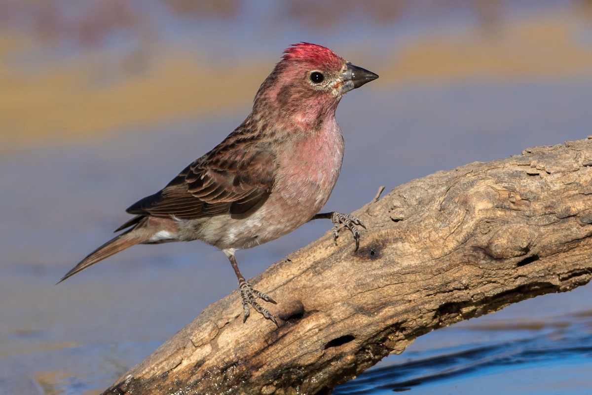 Cassin's Finch - ML85631141