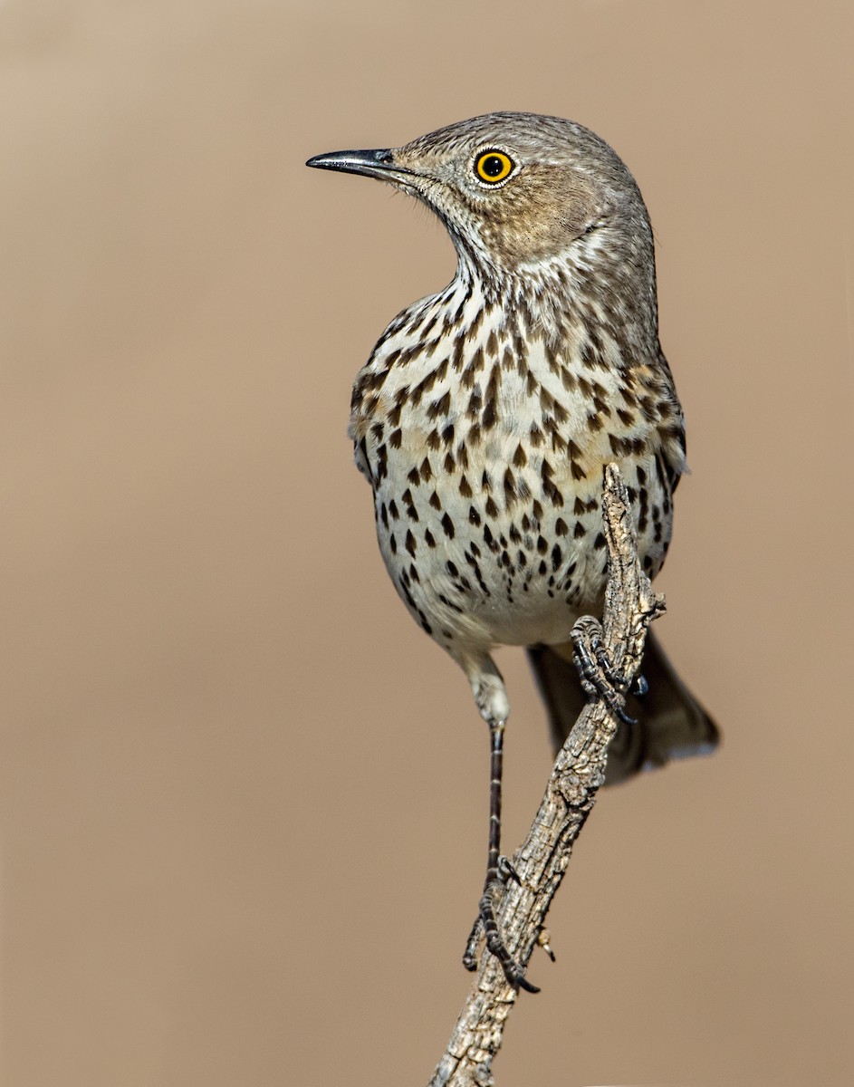 Sage Thrasher - Eric Gofreed