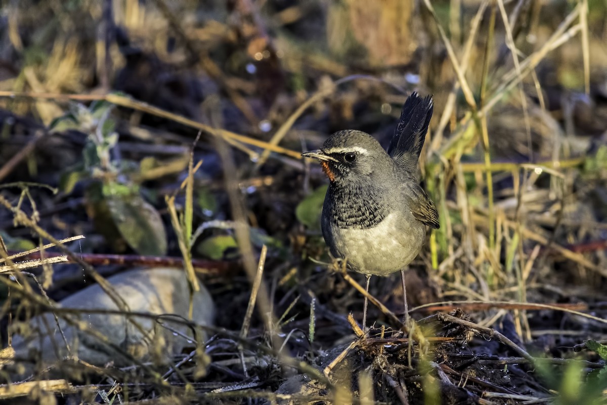 Himalayan Rubythroat - ML85631381