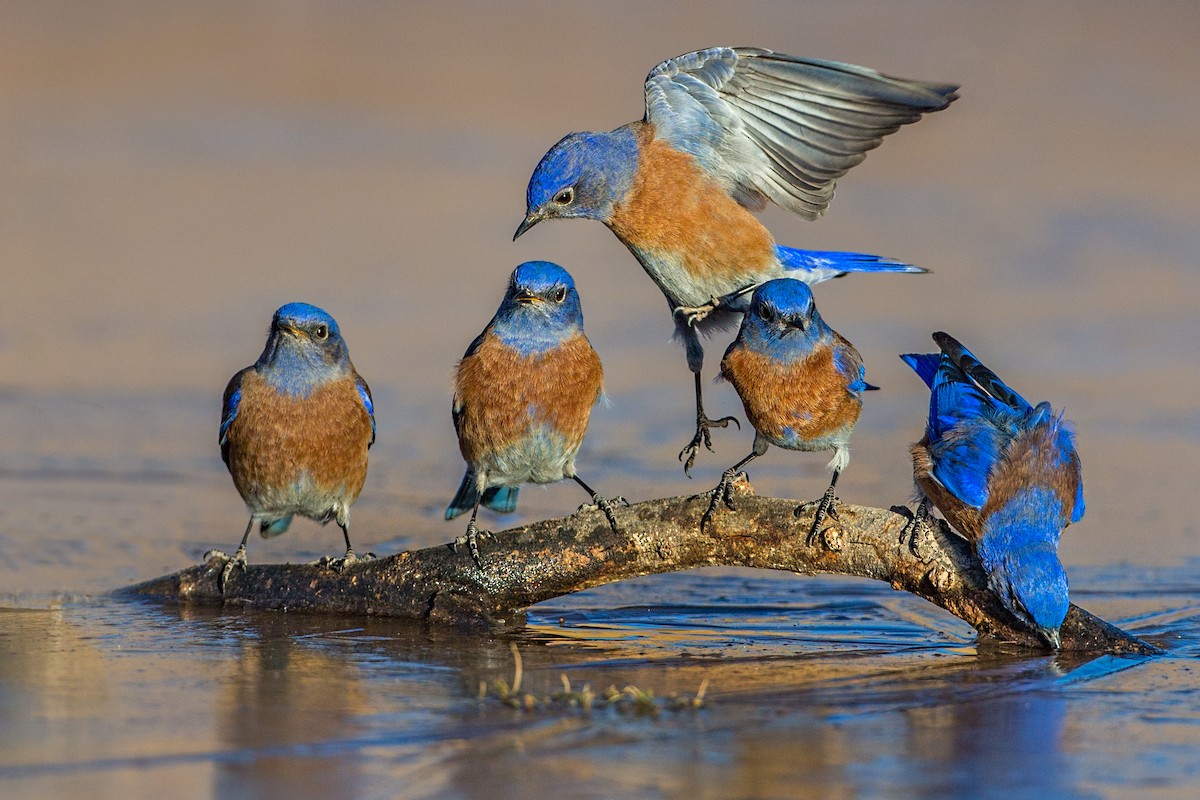 Western Bluebird - ML85631421