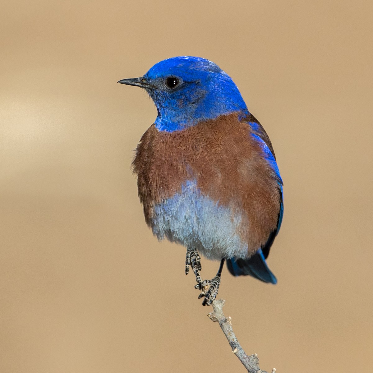 Western Bluebird - ML85631451