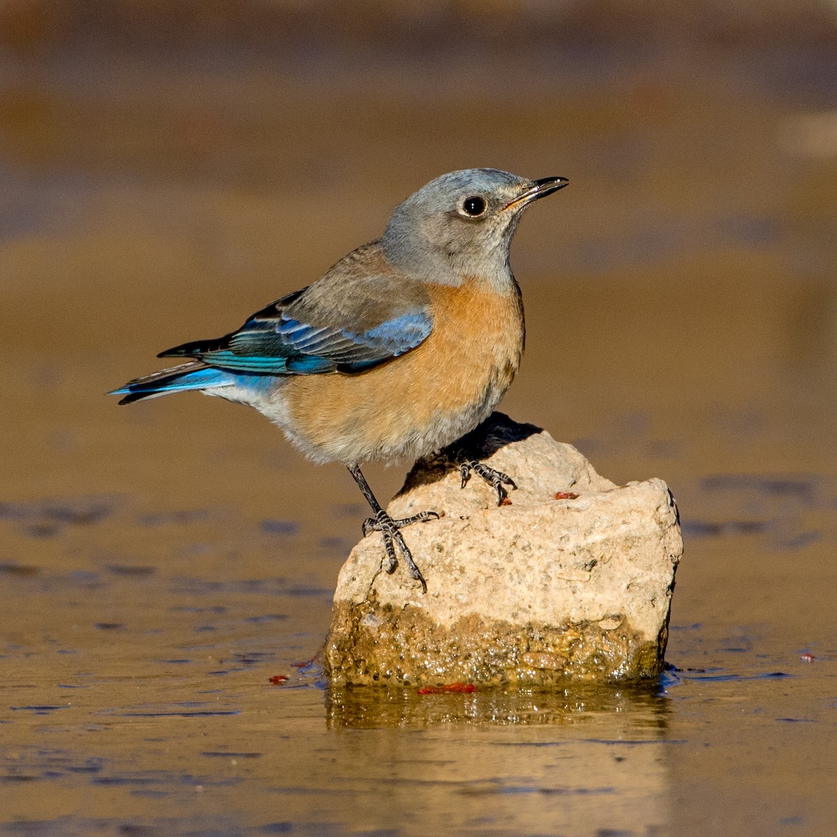 Blaukehl-Hüttensänger - ML85631501