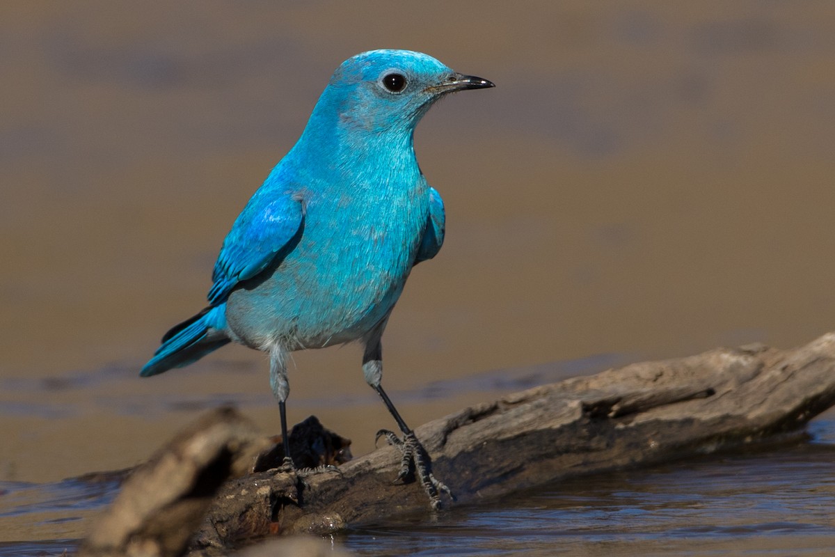 Mountain Bluebird - Eric Gofreed