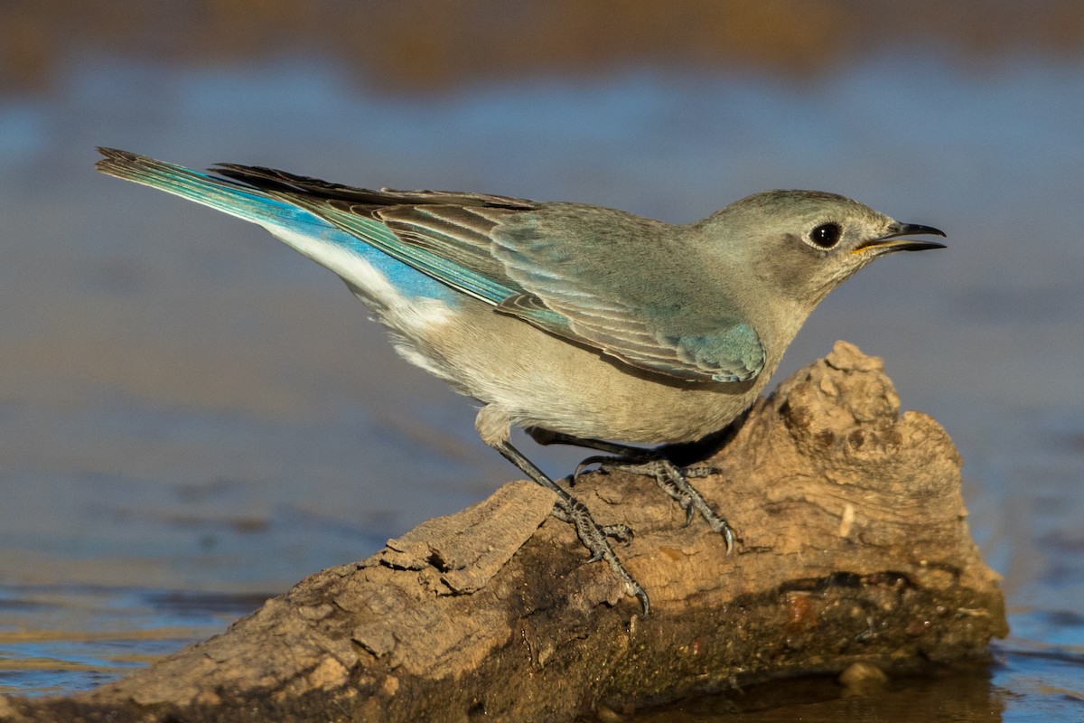 Mountain Bluebird - ML85631591