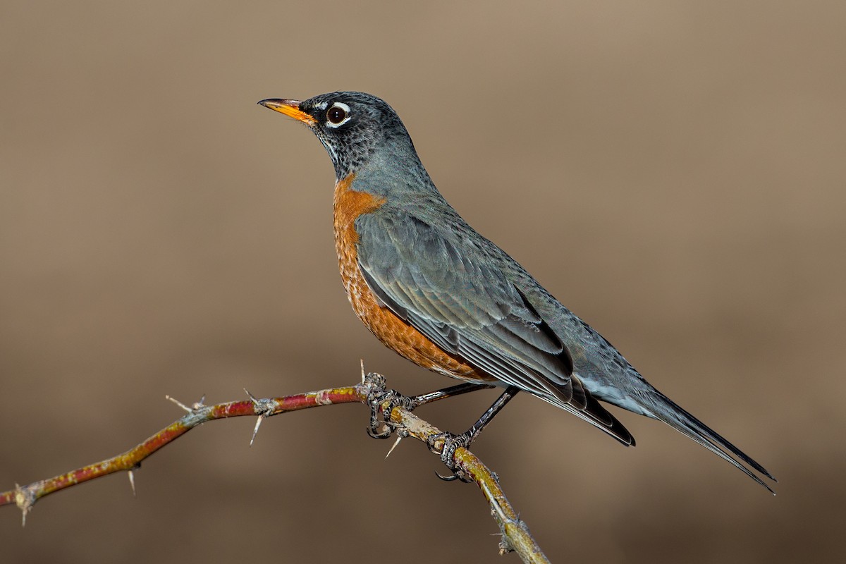 American Robin - ML85631741