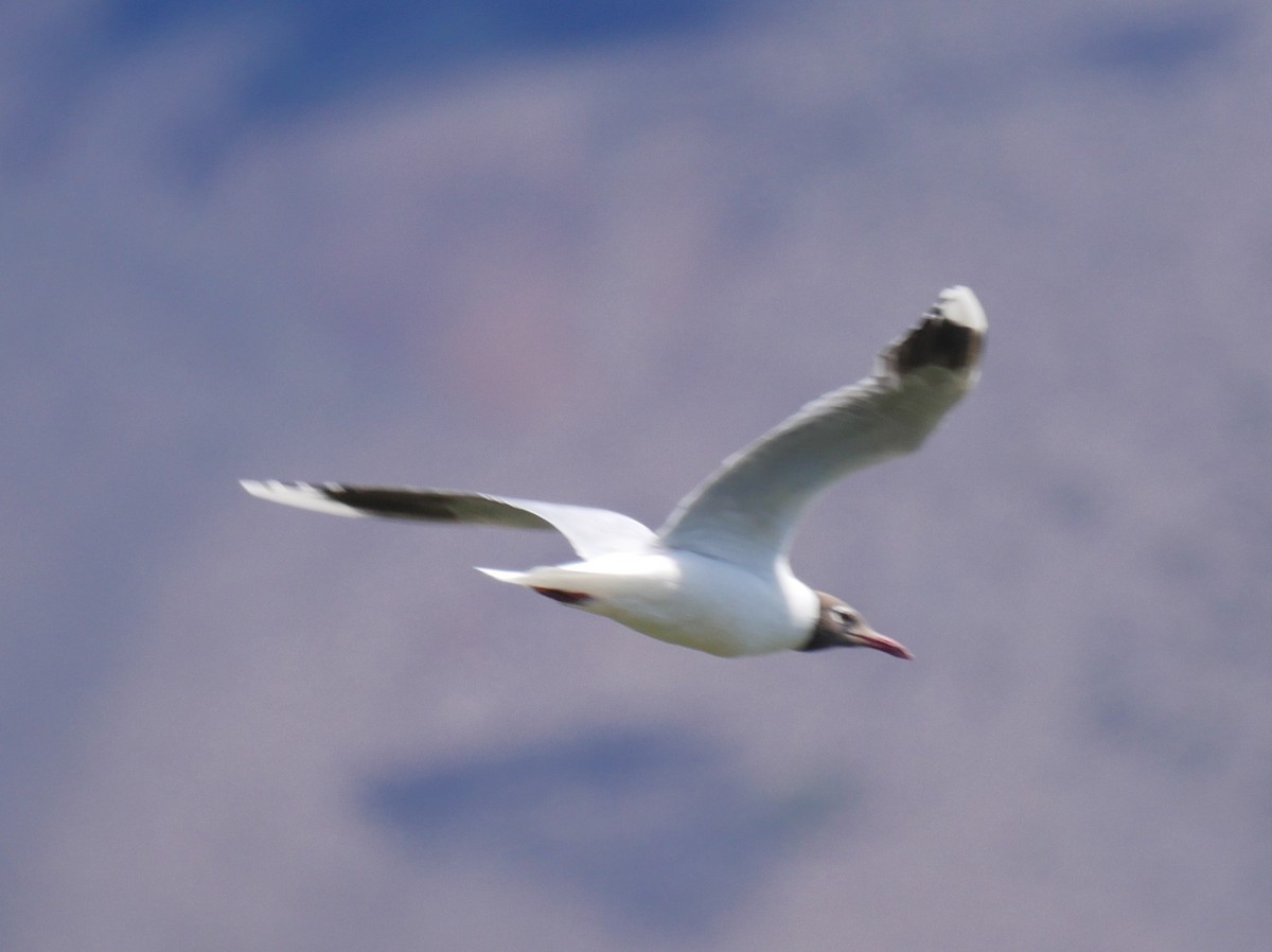 Brown-hooded Gull - ML85632961