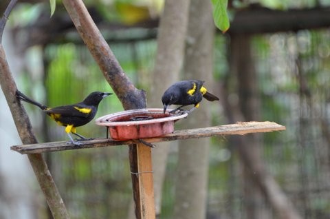 Cuban Oriole - Dawna Vanwyck