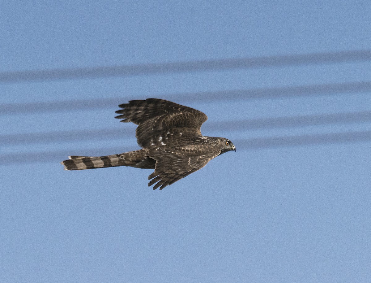 Cooper's Hawk - ML85634021