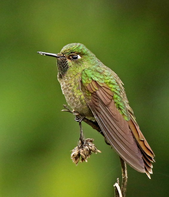 kolibřík dřišťálový - ML85634161
