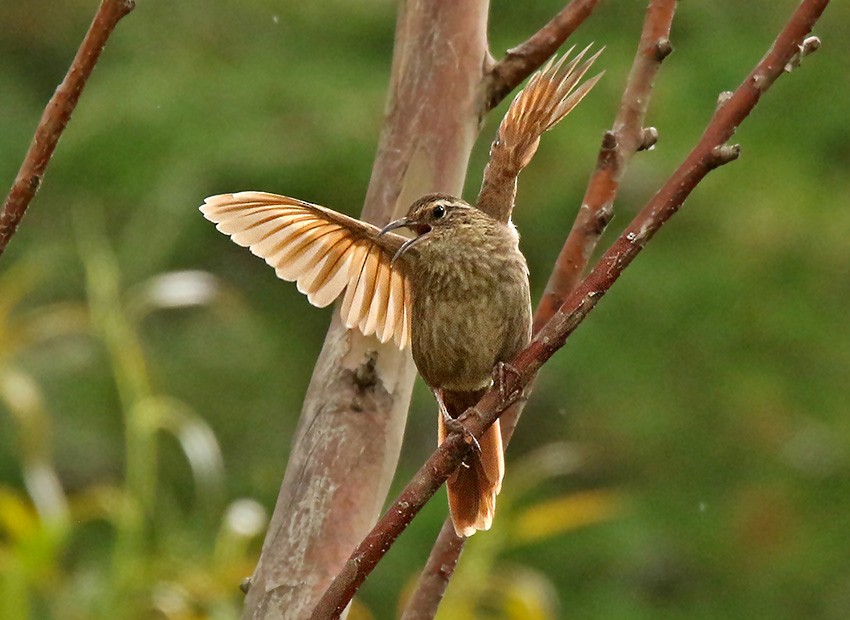 Striated Earthcreeper - ML85634221