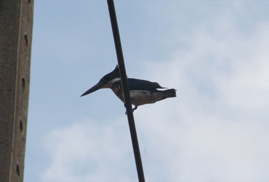 Martin-pêcheur d'Amazonie - ML85635901