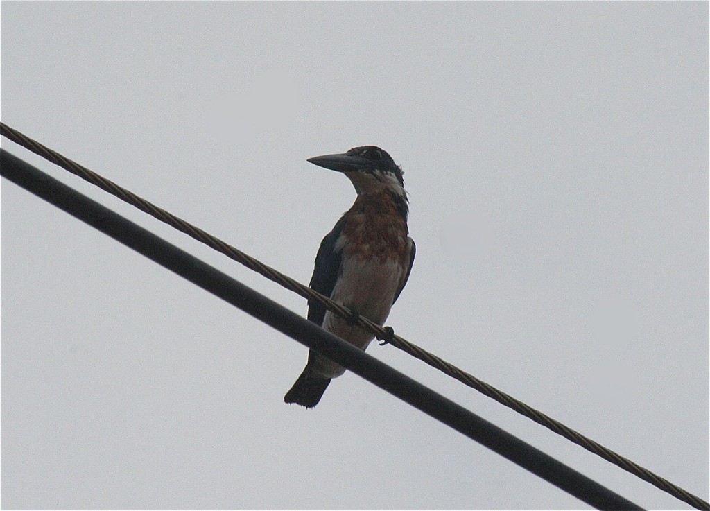 Martin-pêcheur d'Amazonie - ML85635951