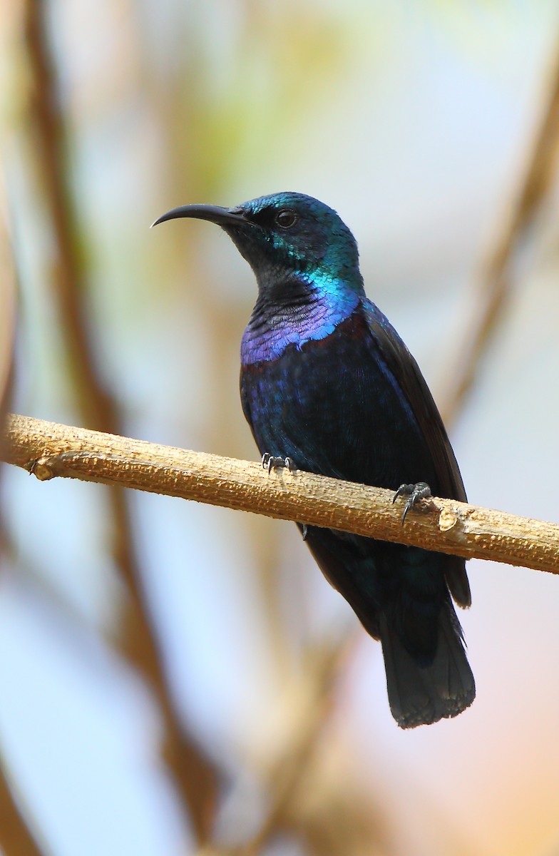 Purple Sunbird - Albin Jacob
