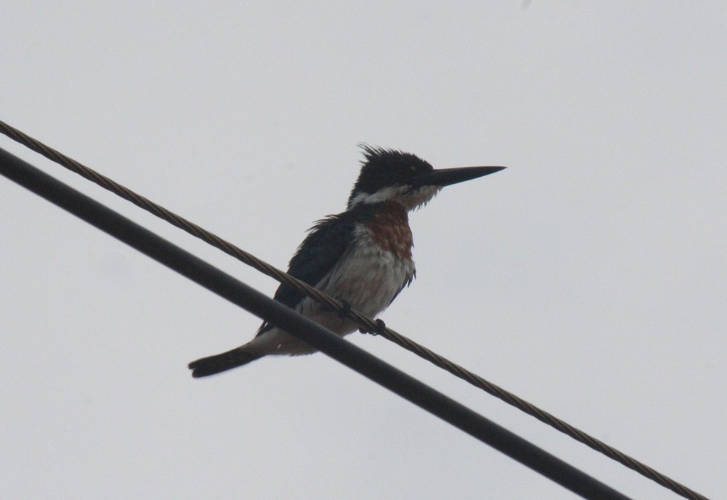 Martin-pêcheur d'Amazonie - ML85636081