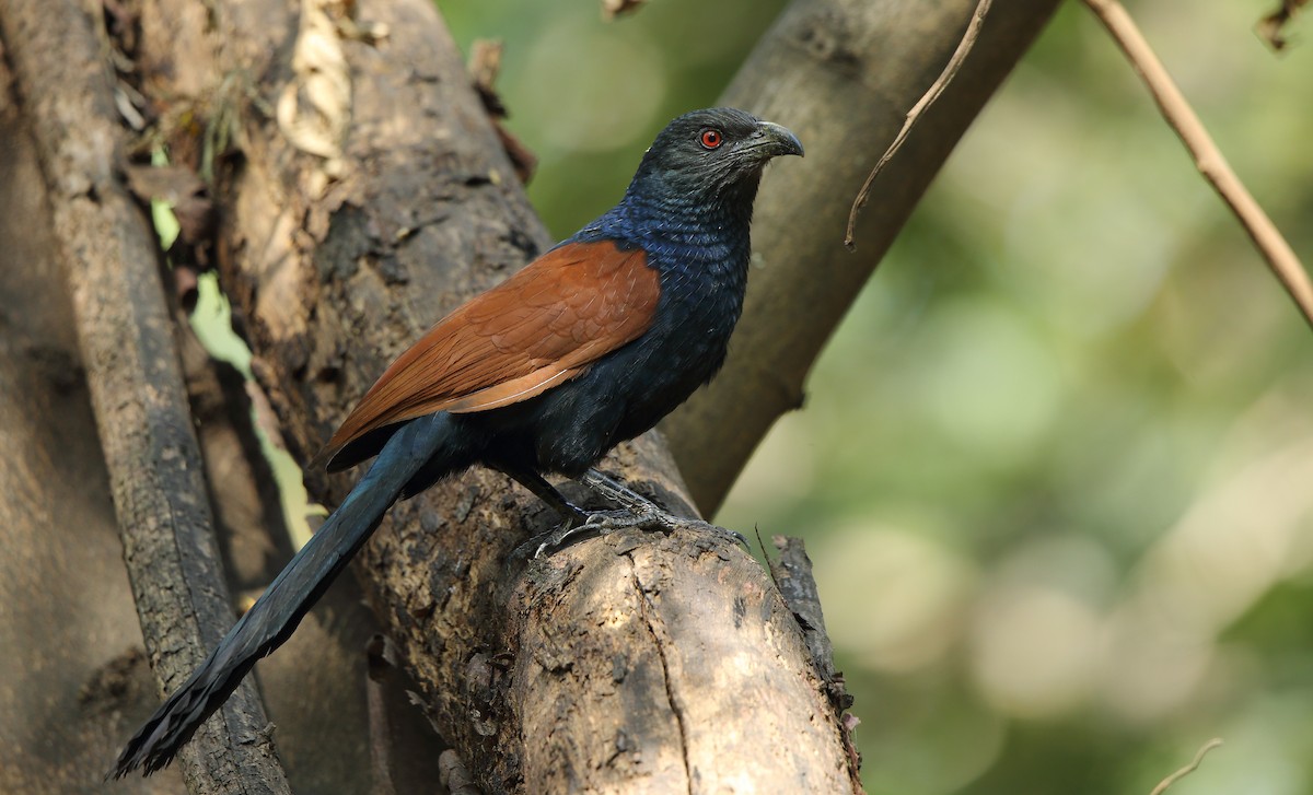 Greater Coucal - Albin Jacob