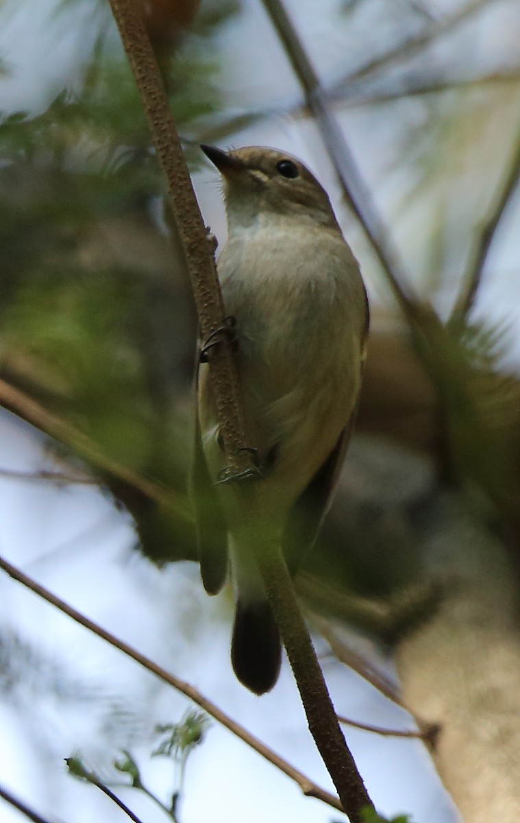 Taiga Flycatcher - ML85636291