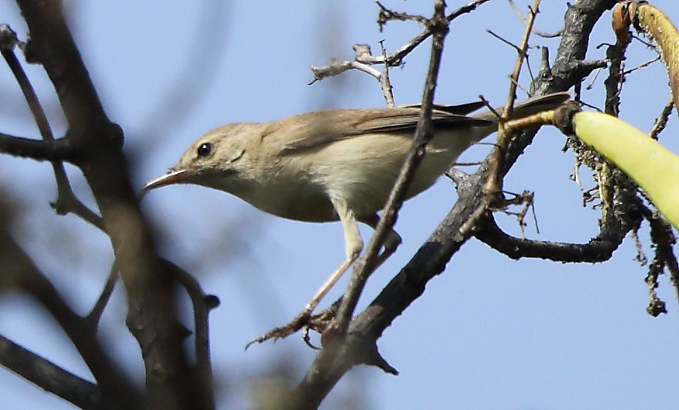 Sykes's Warbler - ML85636361