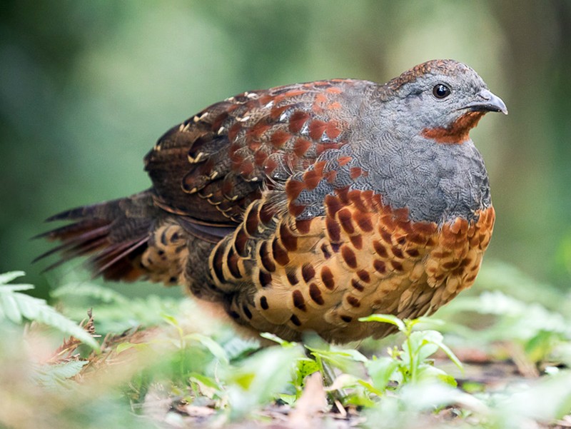Taiwan Bamboo-Partridge - Bambusicola sonorivox - Birds of the World