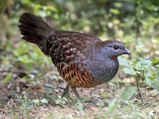 Taiwan Bamboo-Partridge - Bambusicola sonorivox - Birds of the World