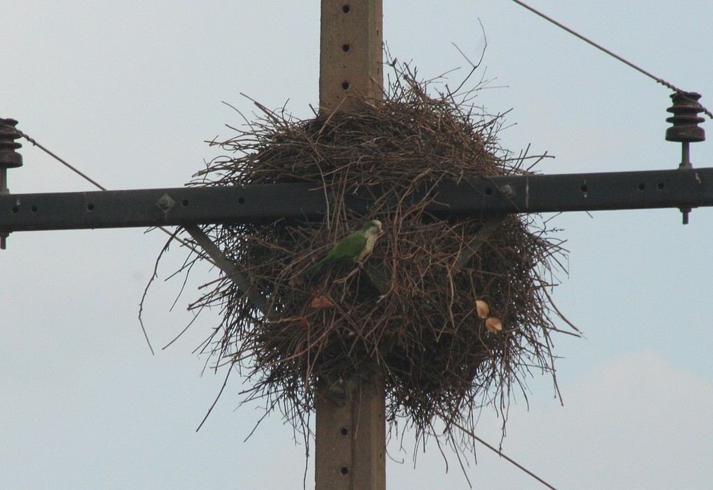 Monk Parakeet - ML85636861