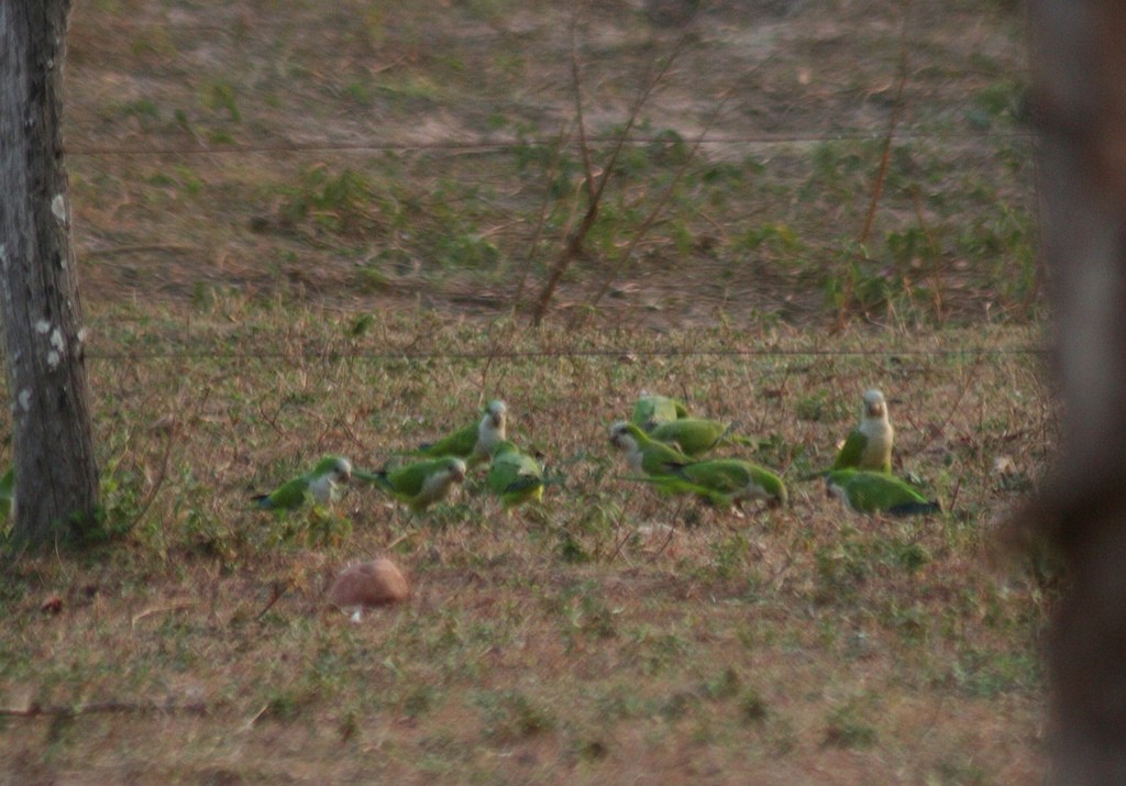 Monk Parakeet - ML85637171