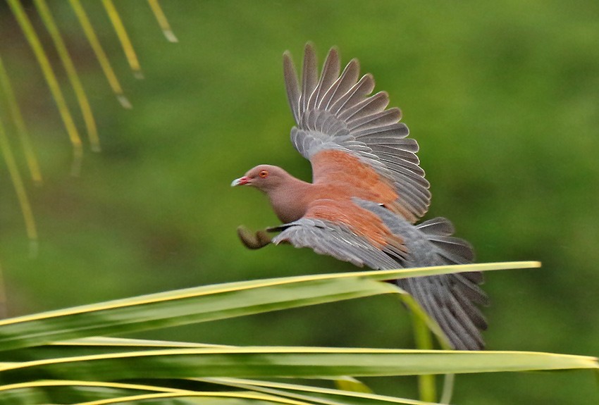 Peruvian Pigeon - ML85637451