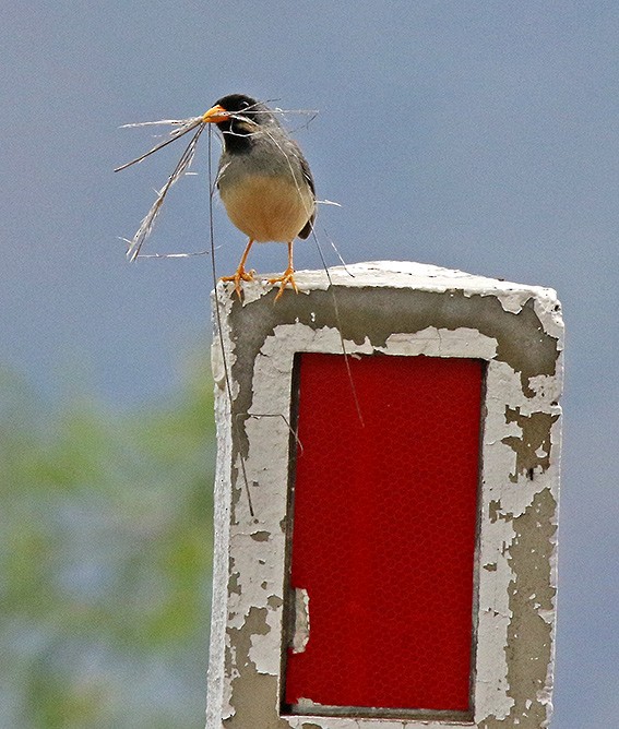 Buff-bridled Inca-Finch - ML85637511