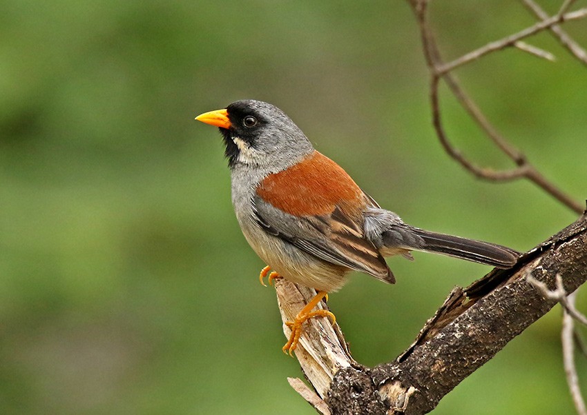 Buff-bridled Inca-Finch - ML85637561