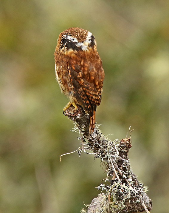 Yungas Pygmy-Owl - ML85637811