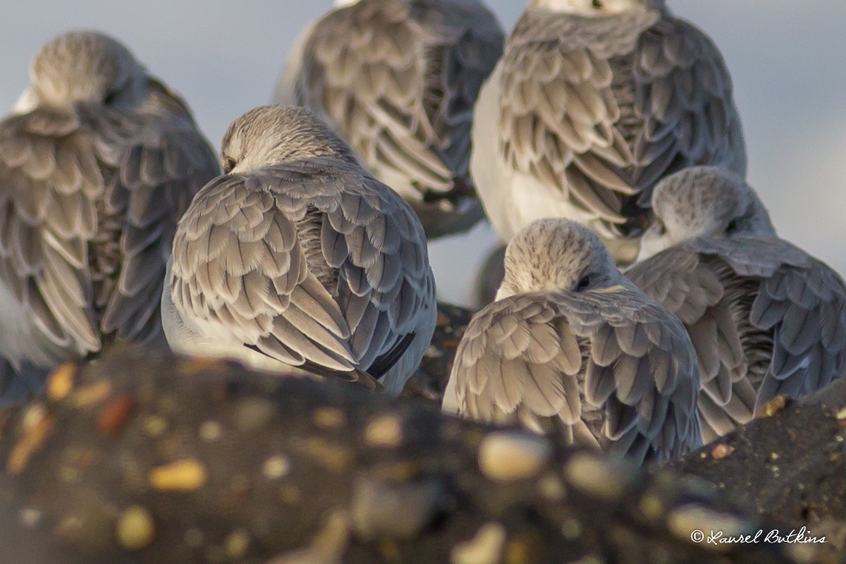 Sanderling - ML85639101