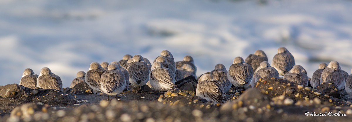 Sanderling - Anonymous