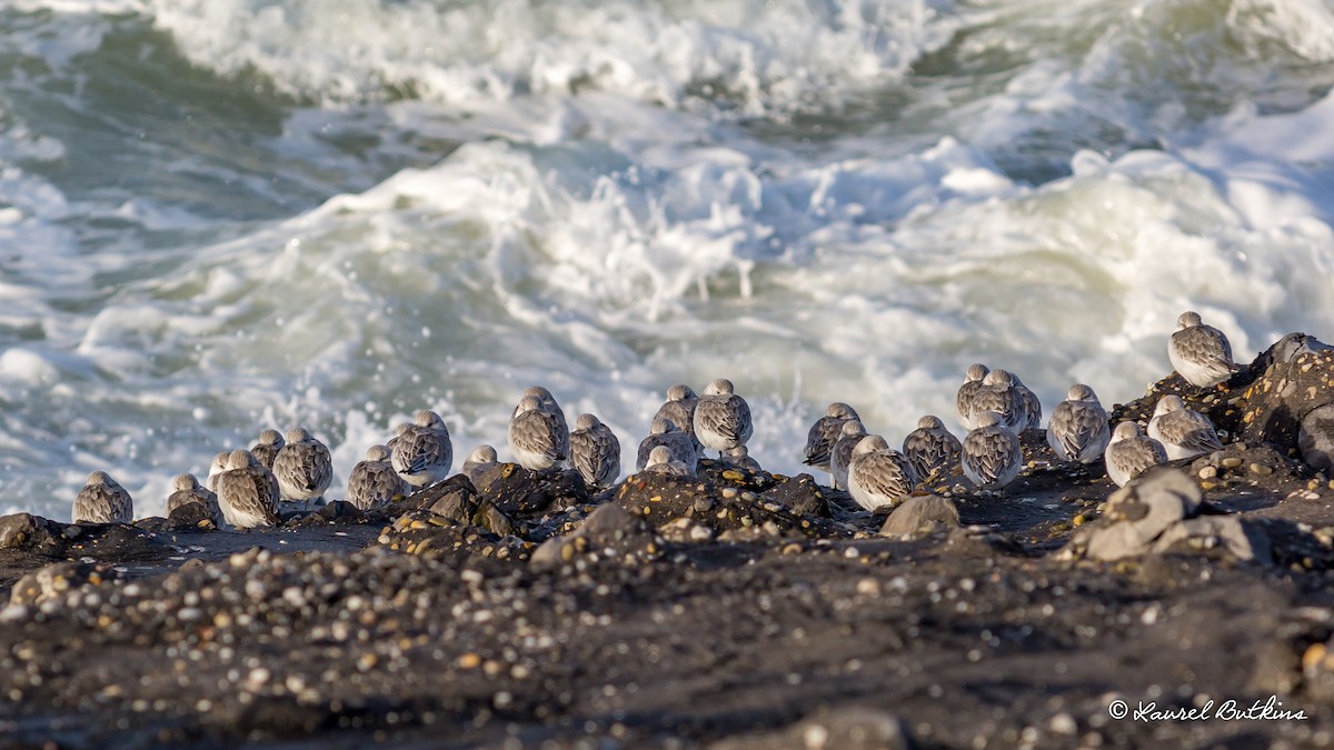 Sanderling - ML85639141
