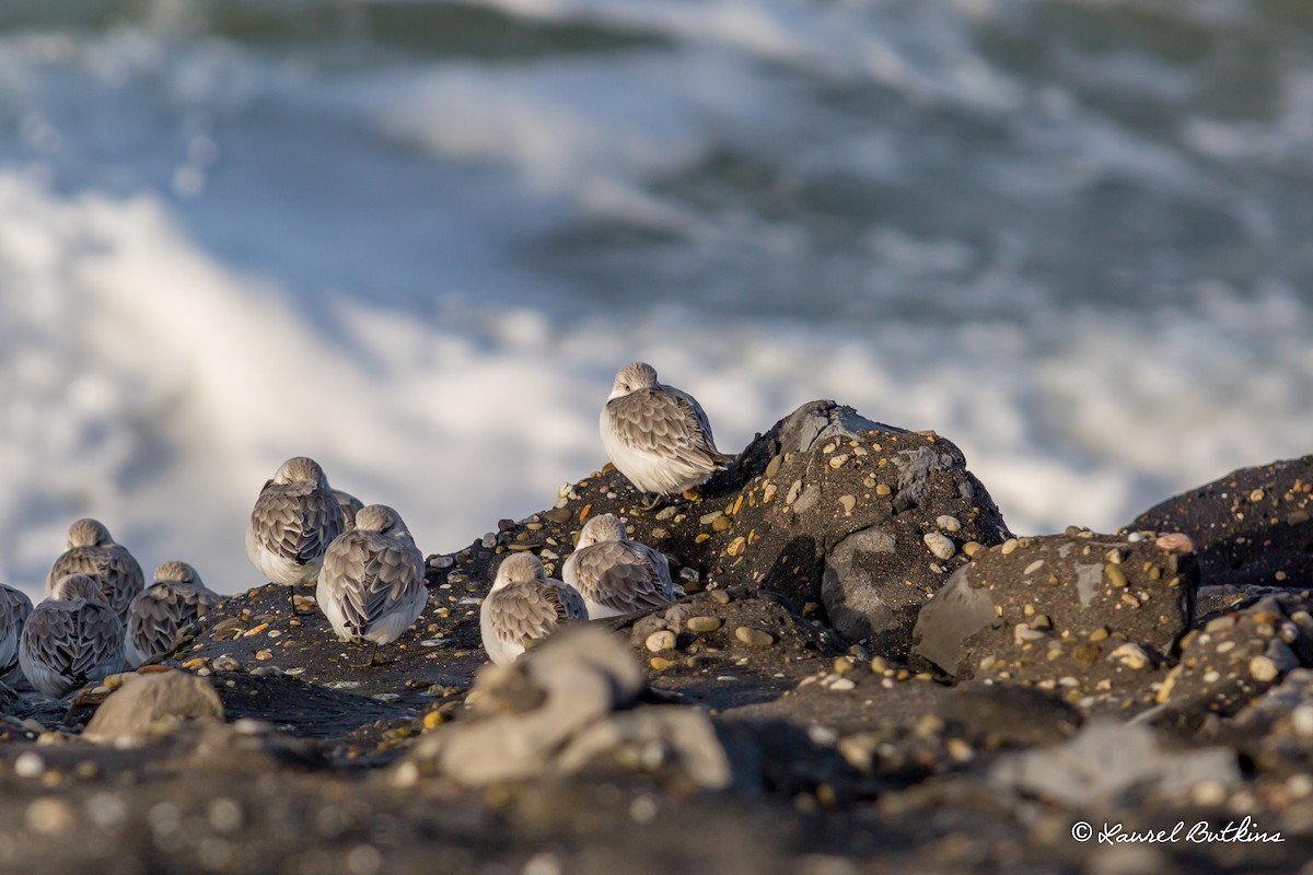Sanderling - ML85639161