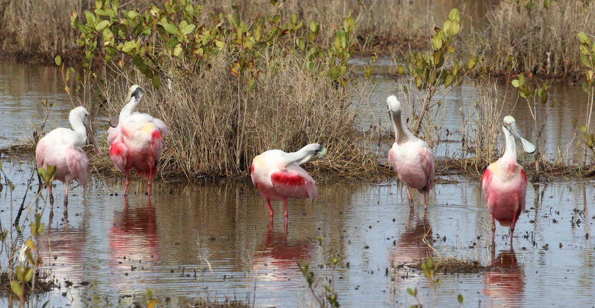 Roseate Spoonbill - ML85639561