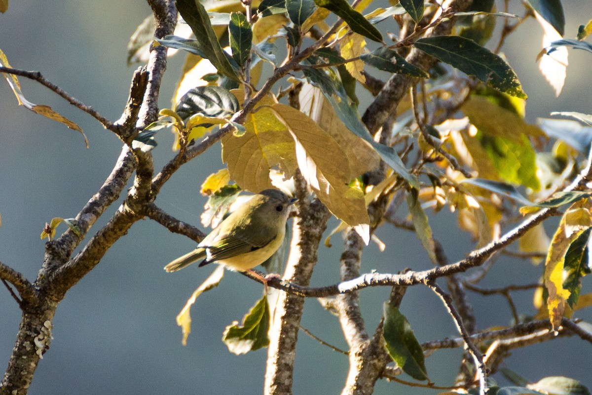 Green Shrike-Babbler - Tarun Menon