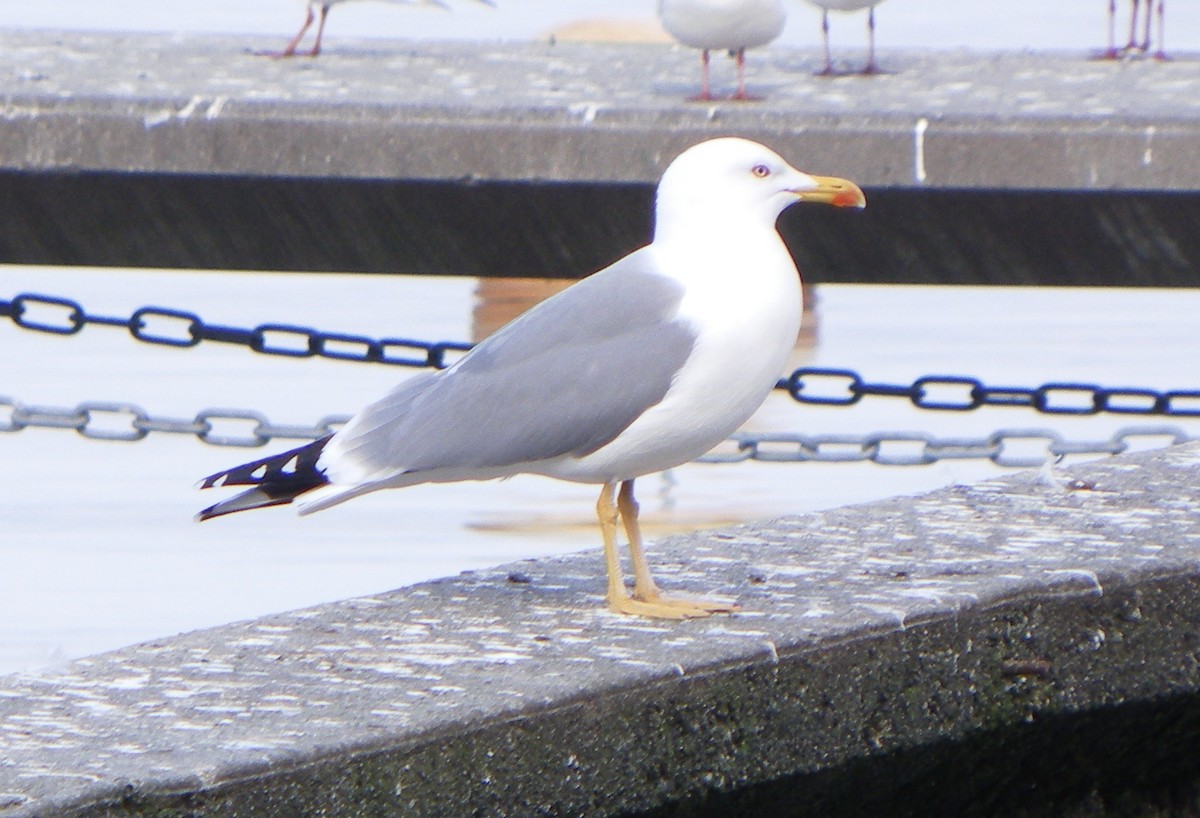 Yellow-legged Gull - ML85642011