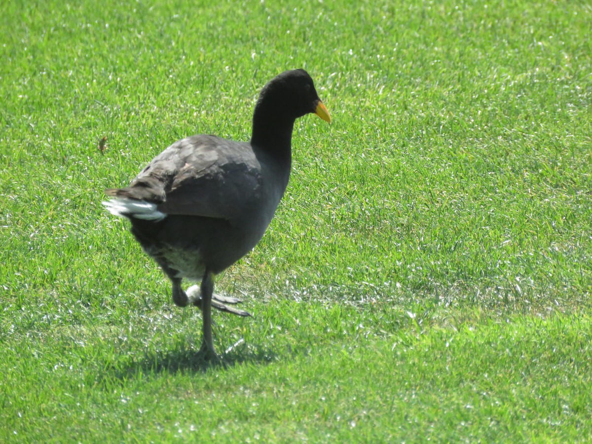 Red-fronted Coot - ML85642681