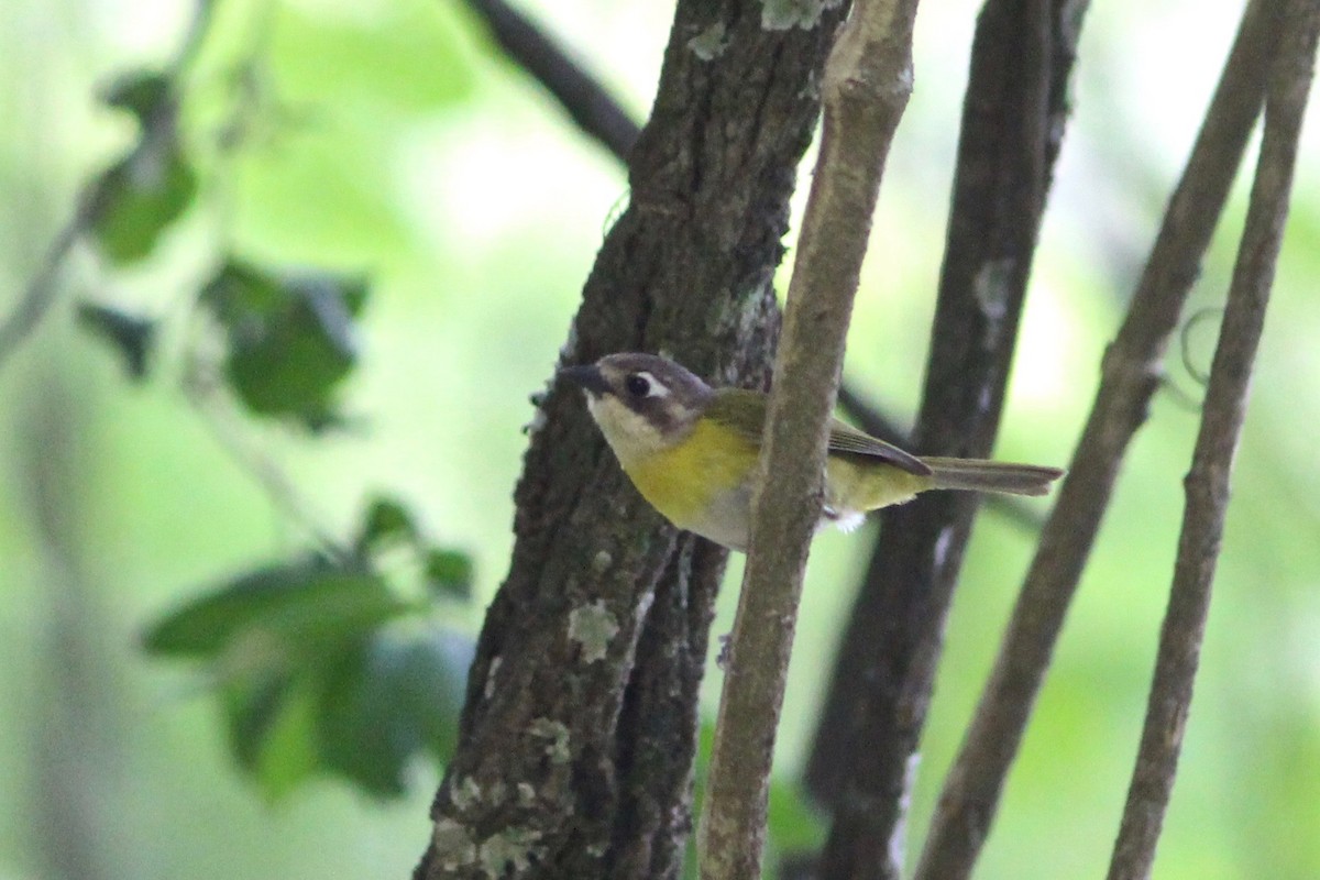 Common Chlorospingus (Argentina) - ML85642691