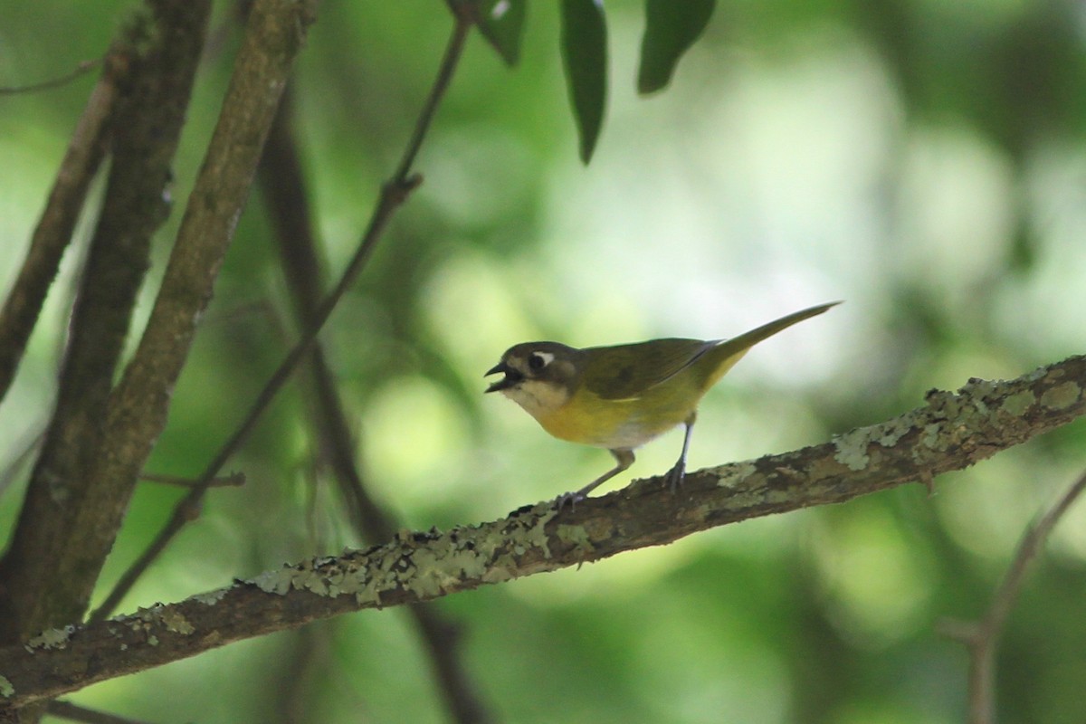 Common Chlorospingus (Argentina) - Oscar Johnson