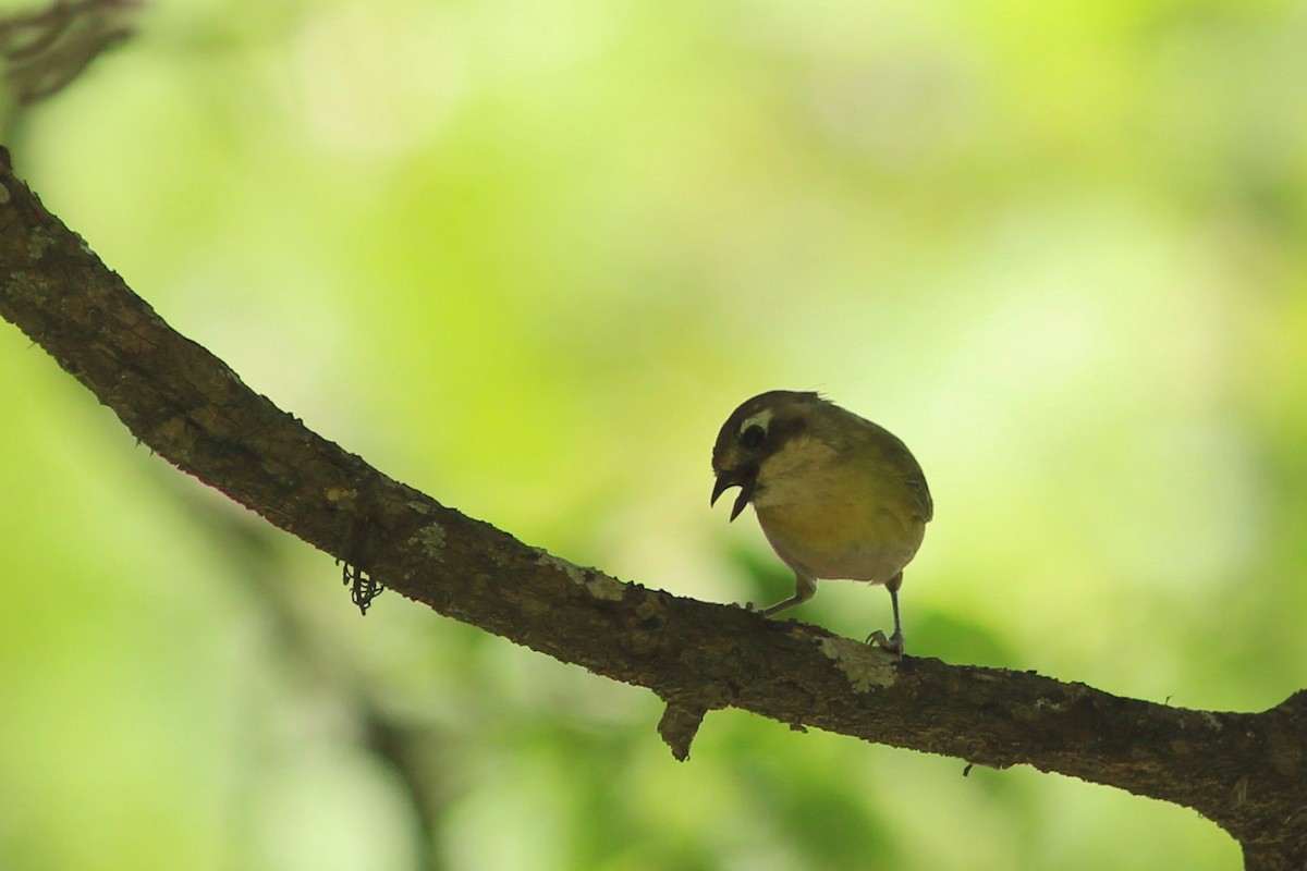 Common Chlorospingus (Argentina) - ML85642711