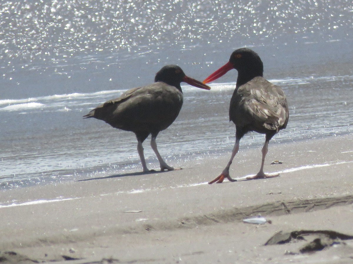 Blackish Oystercatcher - Marcelo Olivares Herrera